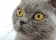 开云在线直播-杜兰特冠军级表现定乾坤，北京队力克黄蜂展现实力