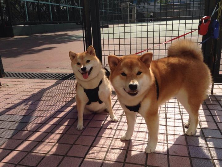 跨界竞技场，浙江队强势晋级湖人模式，东契奇式节奏掌控启示录
